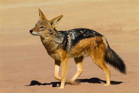 images of a jackal|pictures of jackals and animals.